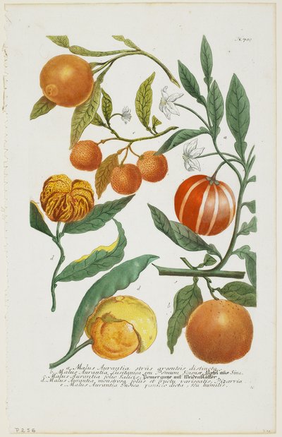 a-e Malus Aurantia etc., from Phytanthoza Iconographia by Johann Jakob Haid