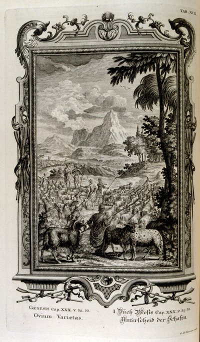 Biblical Varieties of Sheep by Johann Jakob Scheuchzer