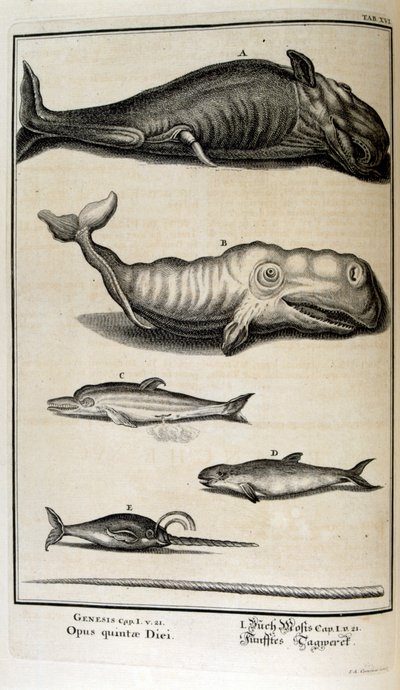 Copperplate Engraving from 