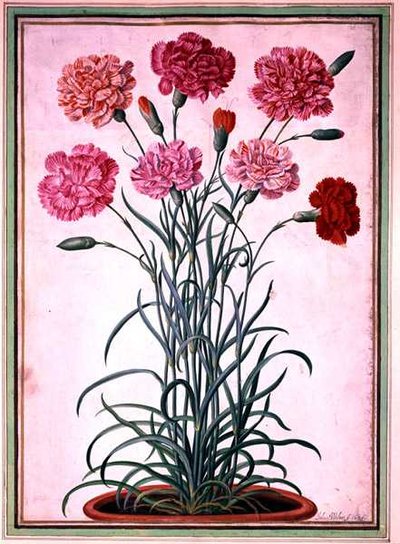 Carnations growing from a pot, plate 25 from the Nassau Florilegium by Johann Jakob Walther