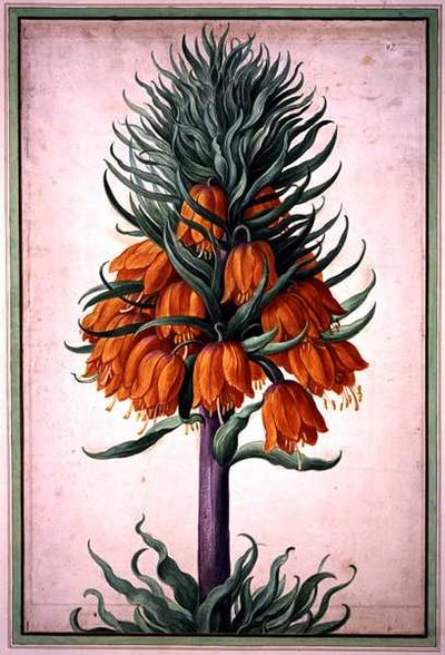 Fritillaria Imperialis (Crown Imperial) Plate 25 from the Nassau Florilegium by Johann Jakob Walther