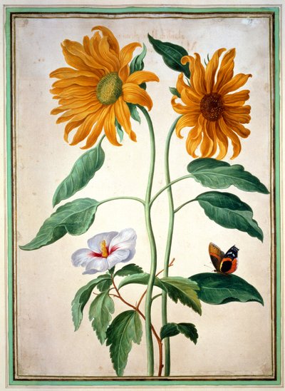 Sunflowers, plate 18 from the Nassau Florilegium by Johann Jakob Walther