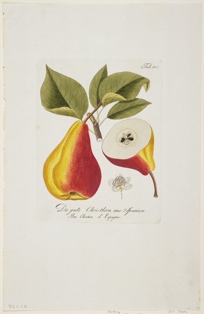 The Good Christ Pear from Spain from 