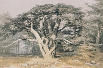 Cedars of Lebanon by Johann Martin Bernatz