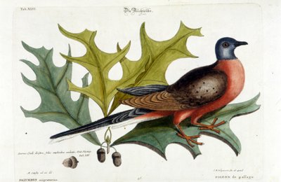 Migratory dove, now extinct. Zoo, Seligman 1749 by Johann Michael Seligmann