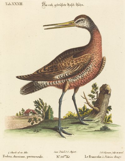 Fedoa Americana, Red-breasted by Johann Michael Seligmann after George Edwards