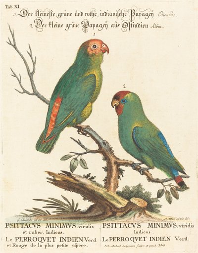Parrot by Johann Michael Seligmann after George Edwards