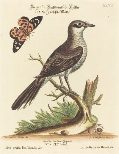 Pica grisea Brasiliensis by Johann Michael Seligmann after George Edwards