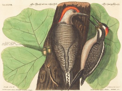 The Red Bellied Woodpecker (Picus Carolinus) by Johann Michael Seligmann after Mark Catesby