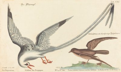The Tropic Bird by Johann Michael Seligmann after Mark Catesby