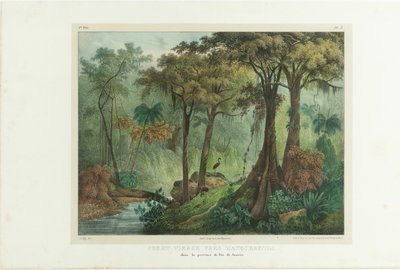 Virgin Forest Near Manqueritipa. From Malerische Reise in Brasilien, 1835 by Johann Moritz Rugendas
