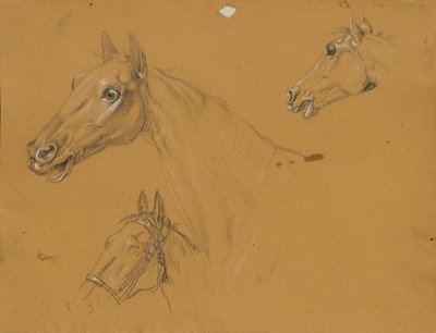 Horse Study for 