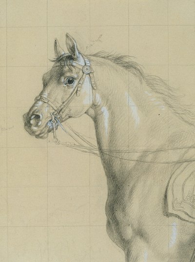 Horse Study for 