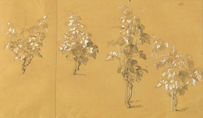 Vine, Study for 
