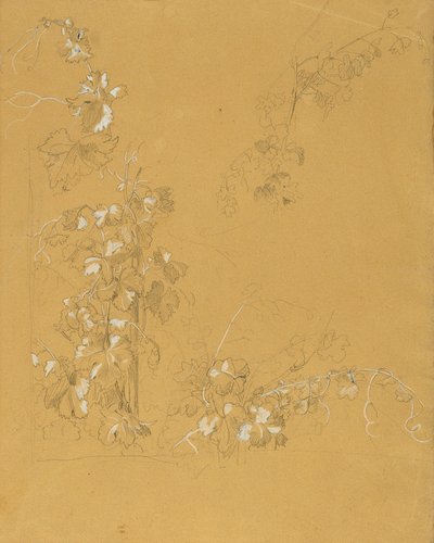Vine, Study for 