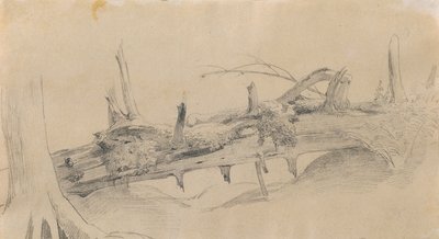 Root System, Fallen Tree by Johann Peter Krafft