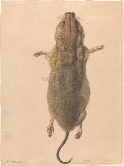A Field Mouse, from Above by Johann Rudolph Schellenberg