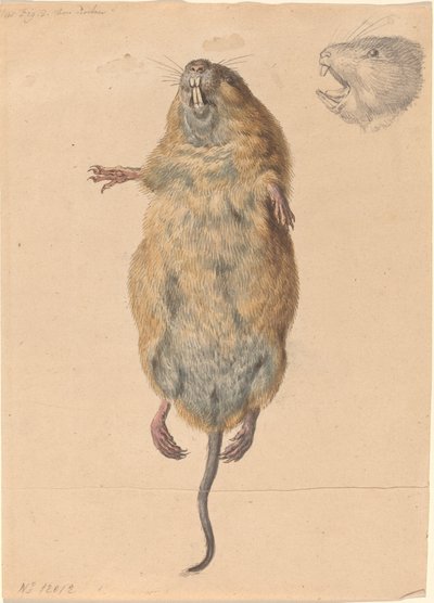 A Field Mouse, from Below by Johann Rudolph Schellenberg