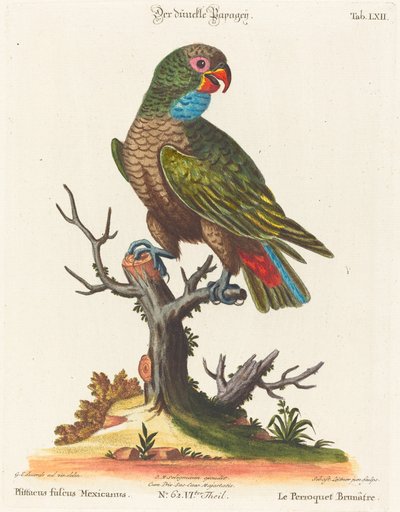 Parrot by Johann Sebastian Leitner after George Edwards