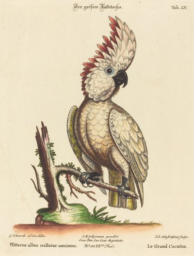 Psittacus albus cristatus maximus by Johann Sebastian Leitner after George Edwards