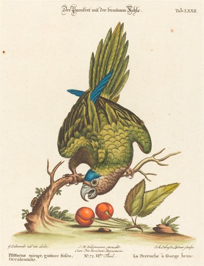 Psittacus Minor with Brown Throat, Western by Johann Sebastian Leitner after George Edwards