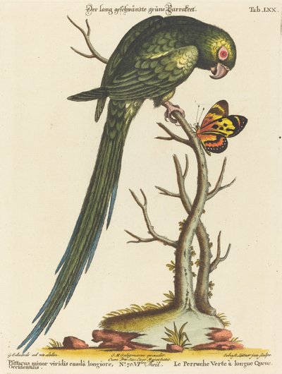 Psittacus Minor Viridis with Longer Tail from the West by Johann Sebastian Leitner after George Edwards