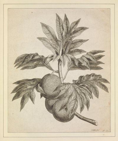 A branch of the bread fruit tree by Johann Sebastien Muller