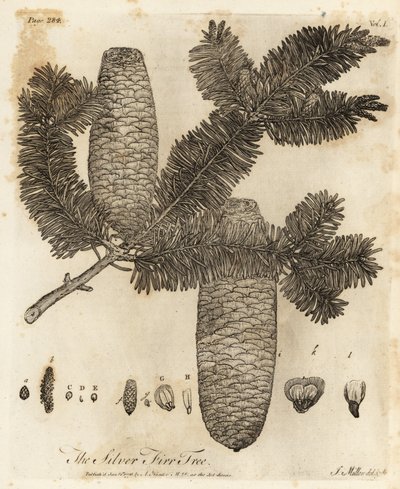 European silver fir, Abies alba by Johann Sebastien Muller