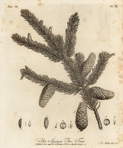 Norway spruce or European spruce, Picea abies by Johann Sebastien Muller
