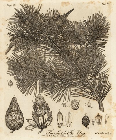Scots pine tree, Pinus sylvestris by Johann Sebastien Muller