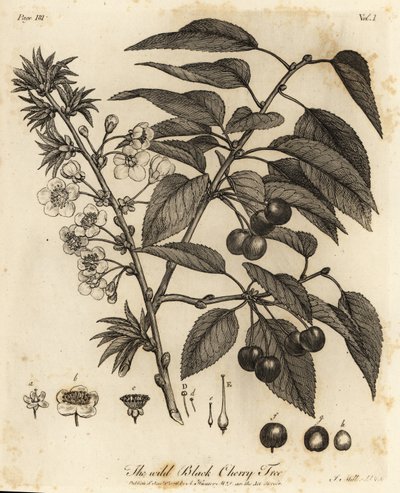 Sour cherry, tart cherry or dwarf cherry, Prunus cerasus by Johann Sebastien Muller