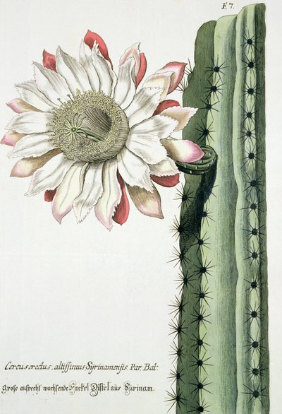 Cereus Erectus Altissimus Syrinamensis from Phythanthoza Iconographica Published in Germany, 1737-45 by Johann Wilhelm Weinman