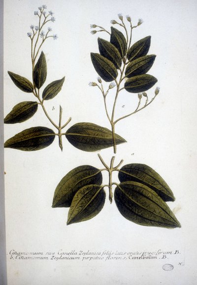 Cinnamomum Zeylanicum (Ceylon Cinnamomum) - Engraving of the Herbarium by J.W. Weinmann in 1737 by Johann Wilhelm Weinman