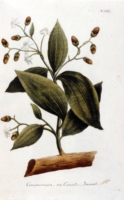 Cinnamon - in Herbier by J. W. Weinmann by Johann Wilhelm Weinman