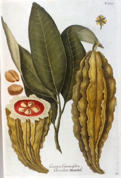 Cocoa - in Herbier by J. W. Weinmann by Johann Wilhelm Weinman