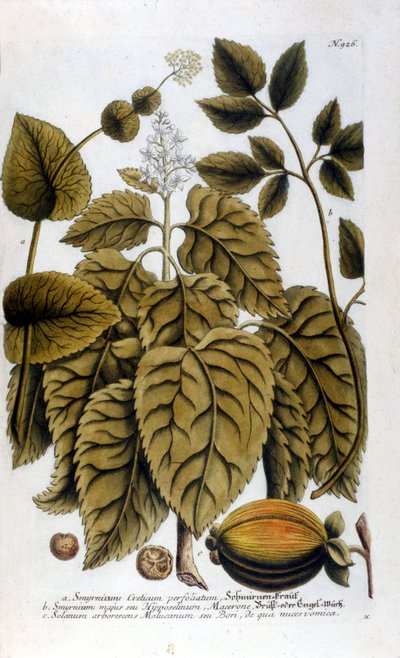 Smyrnium Cretium perfoliatum - Maceron de Crete or Maceron perfolia. Plate taken from the herbarium of J. W. Weinmann by Johann Wilhelm Weinman