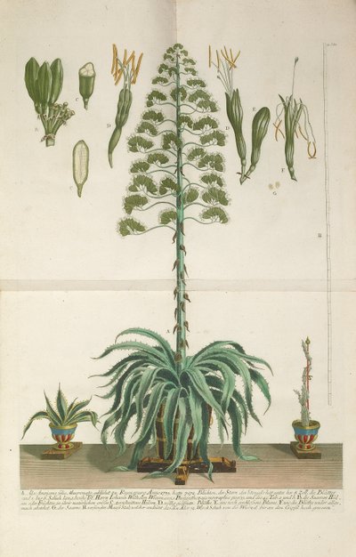 Engraved and Mezzotint Plate of Aloe Americana Folio Mucronato by Johann Wilhelm Weinmann