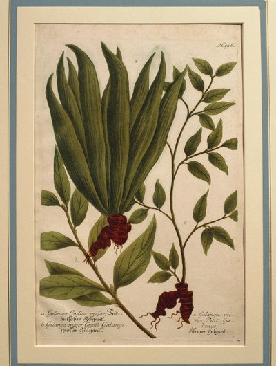 Greater Galangal (coloured engraving) by Johann Wilhelm Weinmann