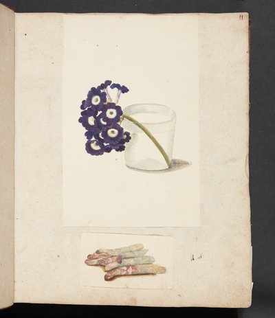 Study of Flower in Glass with Water and White Asparagus by Johanna Fosie