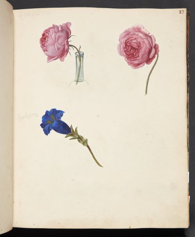 Study of Pink Rose and Blue Flower by Johanna Fosie