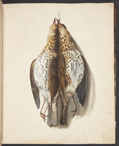 Study of Two Dead Song Thrushes by Johanna Fosie