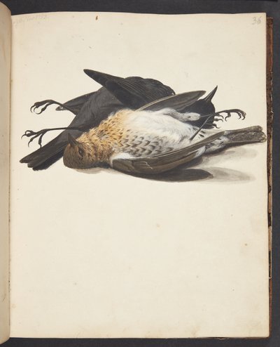 Study of Two Dead Blackbirds, Male and Female, Lying by Johanna Fosie