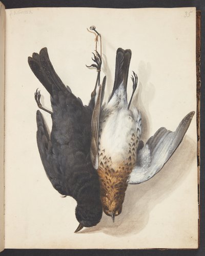 Study of Two Dead Blackbirds, Male and Female, Hung on a Hook by Johanna Fosie