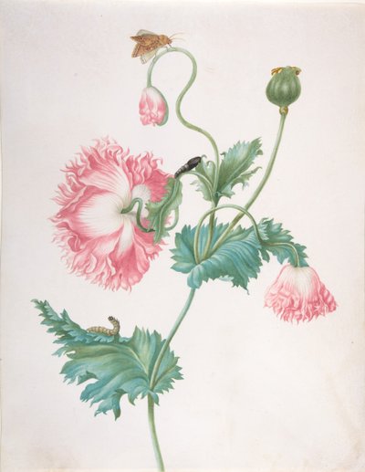 A Poppy in Three Stages of Flowering, with a Caterpillar, Pupa and Butterfly by Johanna Helena Graff
