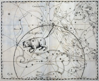 Ursa Minor, Boreal constellation of Ursa Minor by Johannes Hevelius