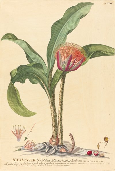 Haemanthus by Johannes Jacob Haid and Johannes Elias Haid after Georg Ehret