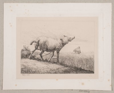 A Bleating Sheep by Johannes Wilhelm Zillen