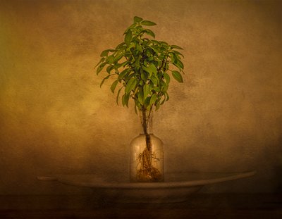 Rooted Plant Still Life by John-Mei Zhong