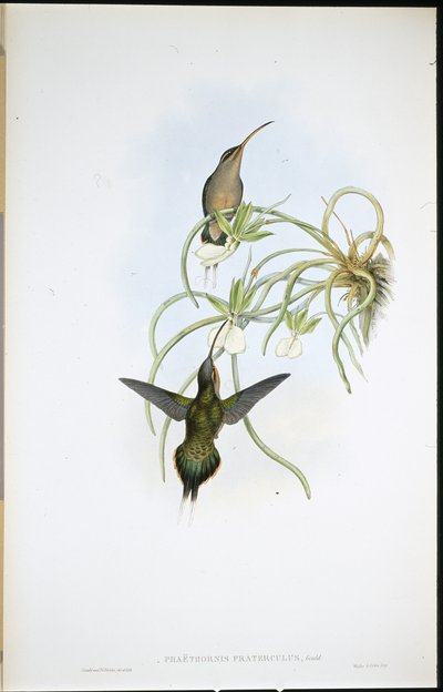 Allied Hermit (Phaethornis Fraterculus) by John (after) Gould