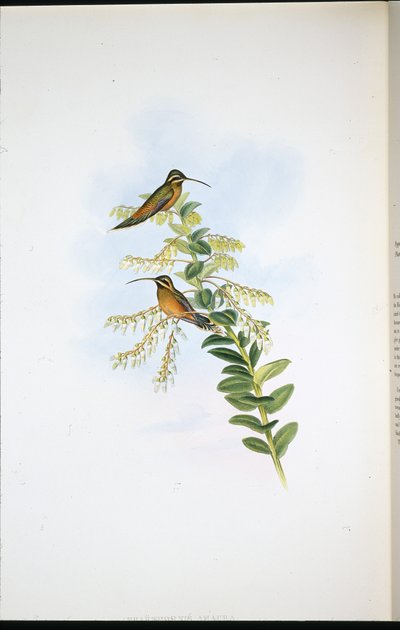 Amaura Hermit by John (after) Gould